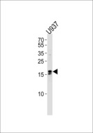 IQCF6 Antibody - Western blot of lysate from U937 cell line with IQCF6 Antibody. Antibody was diluted at 1:1000 at each lane. A goat anti-rabbit IgG H&L (HRP) at 1:5000 dilution was used as the secondary antibody. Lysate at 35 ug per lane.