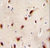 IQCJ Antibody - IQCJ Antibody immunohistochemistry of formalin-fixed and paraffin-embedded human brain tissue followed by peroxidase-conjugated secondary antibody and DAB staining.