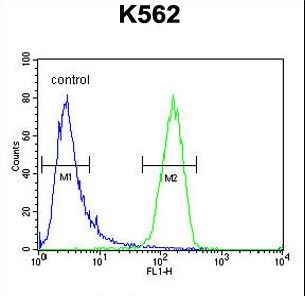 IQCJ Antibody - IQCJ Antibody flow cytometry of K562 cells (right histogram) compared to a negative control cell (left histogram). FITC-conjugated goat-anti-rabbit secondary antibodies were used for the analysis.
