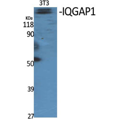 IQGAP1 Antibody - Western blot of IQGAP1 antibody