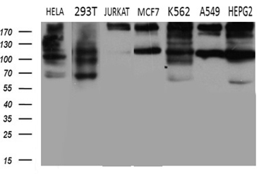 IQGAP1 Antibody - Western blot analysis of extracts. (35ug) from 7 different cell lines by using anti-IQGAP1 monoclonal antibody. (1:500)