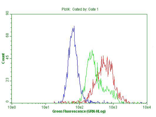 IQGAP1 Antibody - Flow cytometric Analysis of permeabilized A549 cells, using anti-IQGAP1 antibody  Red), compared to an IgG isotype control. (green), and negative control. (PBS, Blue). (1:100)