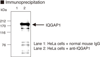 IQGAP1 Antibody