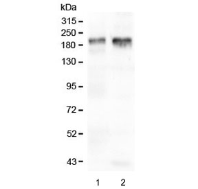 IQGAP1 Antibody - Western blot testing of human 1) placenta and 2) U-87 MG lysate with IQGAP1 antibody at 0.5ug/ml. Predicted molecular weight ~189 kDa.