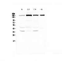 IQGAP2 Antibody - Western blot - Anti-IQGAP2 Picoband antibody