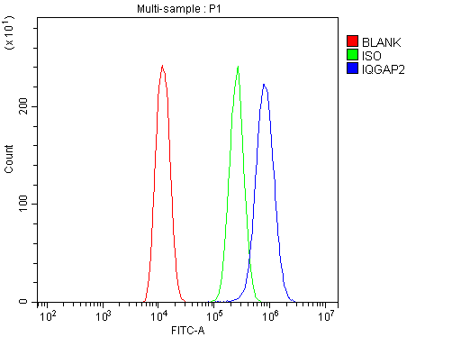 IQGAP2 Antibody - Flow Cytometry analysis of U20S cells using anti-IQGAP2 antibody. Overlay histogram showing U20S cells stained with anti-IQGAP2 antibody (Blue line). The cells were blocked with 10% normal goat serum. And then incubated with rabbit anti-IQGAP2 Antibody (1µg/10E6 cells) for 30 min at 20°C. DyLight®488 conjugated goat anti-rabbit IgG (5-10µg/10E6 cells) was used as secondary antibody for 30 minutes at 20°C. Isotype control antibody (Green line) was rabbit IgG (1µg/10E6 cells) used under the same conditions. Unlabelled sample (Red line) was also used as a control.