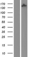 IQGAP2 Protein - Western validation with an anti-DDK antibody * L: Control HEK293 lysate R: Over-expression lysate
