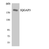 IQGAP3 Antibody - Western blot analysis of the lysates from 293 cells using IQGAP3 antibody.