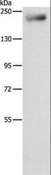 IQGAP3 Antibody - Western blot analysis of Mouse lung tissue, using IQGAP3 Polyclonal Antibody at dilution of 1:850.