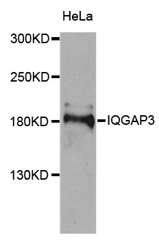 IQGAP3 Antibody - Western blot analysis of extracts of HeLa cells.
