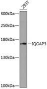 IQGAP3 Antibody - Western blot analysis of extracts of 293T cells using IQGAP3 Polyclonal Antibody at dilution of 1:1000.
