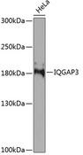 IQGAP3 Antibody - Western blot analysis of extracts of HeLa cells using IQGAP3 Polyclonal Antibody at dilution of 1:1000.