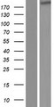 IQGAP3 Protein - Western validation with an anti-DDK antibody * L: Control HEK293 lysate R: Over-expression lysate