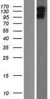IQSEC1 Protein - Western validation with an anti-DDK antibody * L: Control HEK293 lysate R: Over-expression lysate