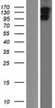 IQSEC1 Protein - Western validation with an anti-DDK antibody * L: Control HEK293 lysate R: Over-expression lysate