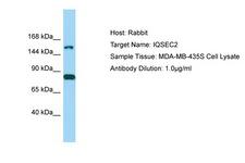 IQSEC2 Antibody -  This image was taken for the unconjugated form of this product. Other forms have not been tested.