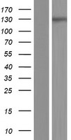 IQSEC3 Protein - Western validation with an anti-DDK antibody * L: Control HEK293 lysate R: Over-expression lysate