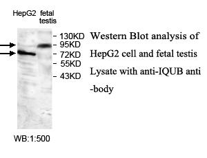IQUB Antibody