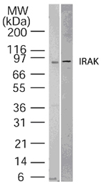 IRAK1 / IRAK Antibody - Western blot of IRAK using antibody at 0.5 ug/ml against 15 ug/lane of HeLa (lane 1) and NIH 3T3 (lane 2) cell lysate.