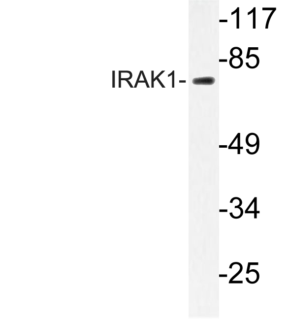 IRAK1 / IRAK Antibody - Western blot of IRAK1 (I205) pAb in extracts from NIH/3T3 cells.