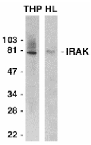 IRAK1 / IRAK Antibody - Western blot of IRAK in THP-1 (THP) and HeLa (HL) whole cell lysates with IRAK antibody at 0.5 ug/ml.
