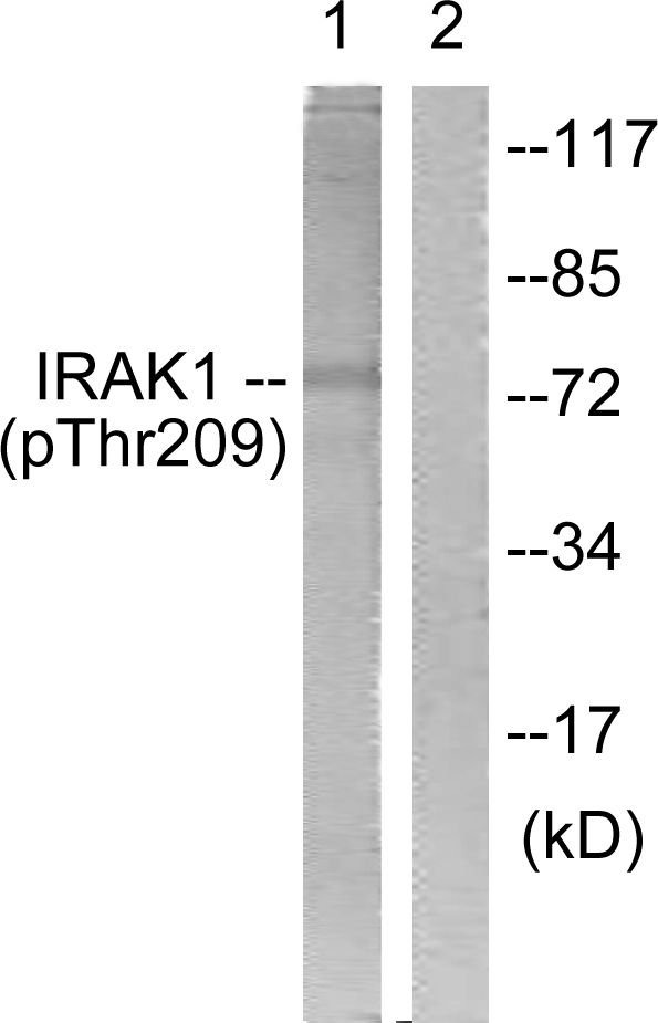 IRAK1 / IRAK Antibody - Western blot analysis of lysates from HeLa cells, using IRAK1 (Phospho-Thr209) Antibody. The lane on the right is blocked with the phospho peptide.