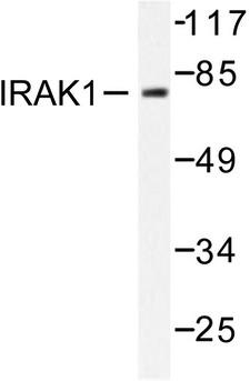 IRAK1 / IRAK Antibody - Western blot of IRAK1 (T381) pAb in extracts from HeLa cells.