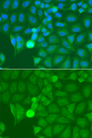 IRAK2 / IRAK-2 Antibody - Immunofluorescence analysis of A549 cells.