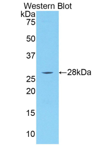 IRAK4 / IRAK-4 Antibody - Western blot of recombinant IRAK4 / IRAK-4.  This image was taken for the unconjugated form of this product. Other forms have not been tested.