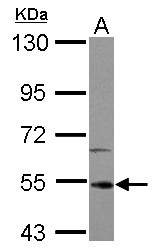 IRAK4 / IRAK-4 Antibody - Sample (30 ug of whole cell lysate) A: U87-MG 10% SDS PAGE IRAK4 antibody diluted at 1:1000