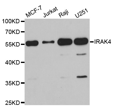 IRAK4 / IRAK-4 Antibody - Western blot analysis of extracts of various cell lines.