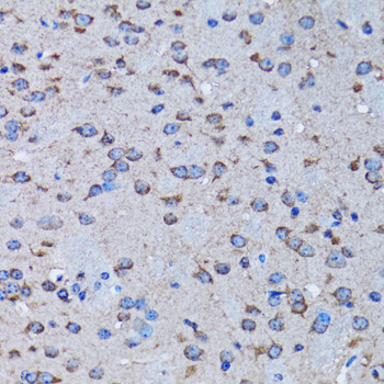 IRAK4 / IRAK-4 Antibody - Immunohistochemistry of paraffin-embedded rat brain tissue.