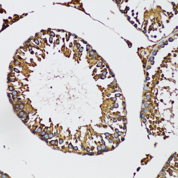 IRAK4 / IRAK-4 Antibody - Immunohistochemistry of paraffin-embedded mouse testis tissue.