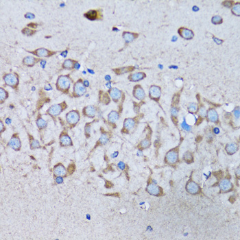 IRAK4 / IRAK-4 Antibody - Immunohistochemistry of paraffin-embedded mouse brain tissue.