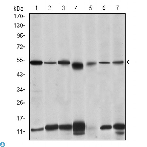 IRAK4 / IRAK-4 Antibody - Western Blot (WB) analysis using IRAK-4 Monoclonal Antibody against THP-1 (1), HeLa (2), K562 (3), MCF-7 (4), Raw 264.7 (5), Jurkat (6) and Cos7 (7) cell lysate.