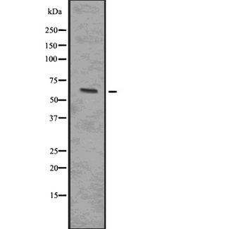 IRAK4 / IRAK-4 Antibody - Western blot analysis of Phospho-IRAK4 (Thr345/Ser346) using 293 whole cells lysates