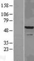 IRAK4 / IRAK-4 Protein - Western validation with an anti-DDK antibody * L: Control HEK293 lysate R: Over-expression lysate