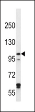 IREB2 / IRP2 Antibody - IREB2 Antibody western blot of HeLa cell line lysates (35 ug/lane). The IREB2 antibody detected the IREB2 protein (arrow).