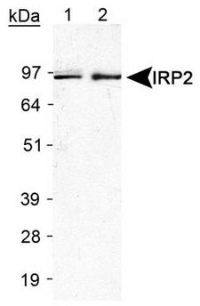 IREB2 / IRP2 Antibody - Detection of IRP2 in RAW 264.7 lysate. Lane 1: Lot B Lane 2: Lot C.  This image was taken for the unconjugated form of this product. Other forms have not been tested.