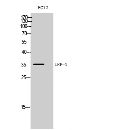 IRF1 / MAR Antibody - Western blot of IRF-1 antibody