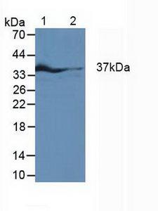 IRF1 / MAR Antibody - Western Blot; Sample: Lane1: Rat Fetal Rat Tissue; Lane2: Rat Heart Tissue; Lane3: Rat Placenta Tissue.