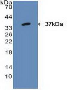 IRF1 / MAR Antibody - Western Blot; Sample: Recombinant IRF1, Human.