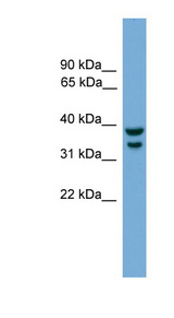 IRF1 / MAR Antibody - IRF1 antibody Western blot of Mouse Muscle lysate. This image was taken for the unconjugated form of this product. Other forms have not been tested.