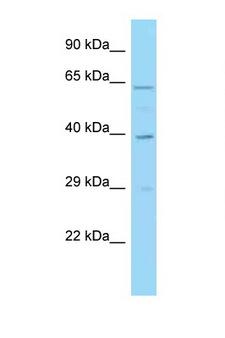 IRF1 / MAR Antibody - IRF1 antibody Western blot of HeLa Cell lysate. Antibody concentration 1 ug/ml.  This image was taken for the unconjugated form of this product. Other forms have not been tested.