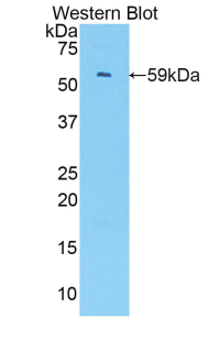 IRF1 / MAR Antibody - Western blot of recombinant IRF1 / IRF-1 /MAR.  This image was taken for the unconjugated form of this product. Other forms have not been tested.