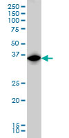 IRF1 / MAR Antibody - IRF1 monoclonal antibody (M01), clone 2E4 Western Blot analysis of IRF1 expression in COLO 320 HSR.