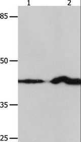 IRF1 / MAR Antibody - Western blot analysis of NIH/3T3 and Jurkat cell, using IRF1 Polyclonal Antibody at dilution of 1:750.