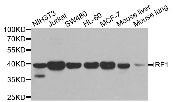 IRF1 / MAR Antibody - Western blot analysis of extracts of various cells.