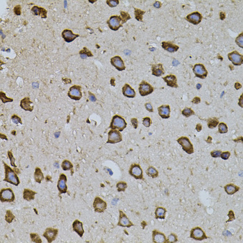 IRF1 / MAR Antibody - Immunohistochemistry of paraffin-embedded mouse brain tissue.