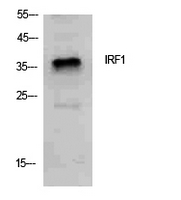 IRF1 / MAR Antibody - Western Blot analysis of extracts from PC12 cells using IRF1 Antibody.